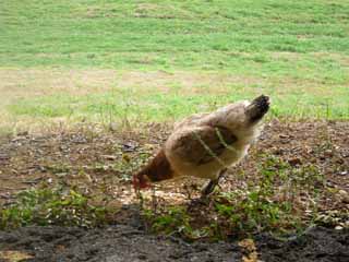 �s���L�[�X�g�[���[