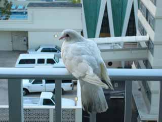 �s���L�[�X�g�[���[