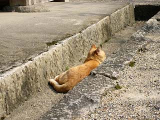 �V���[�E�I�[�J����