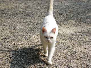 �V���[�E�I�[�J����